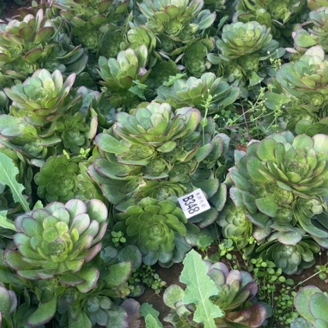 348万圣节不包断枝