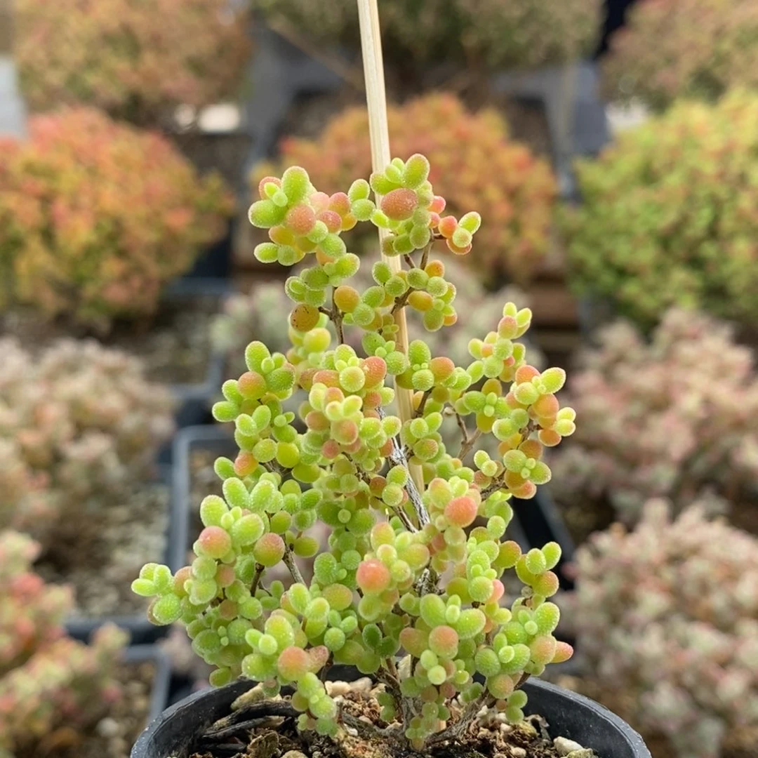 蜜橘糖球8858枝干番杏