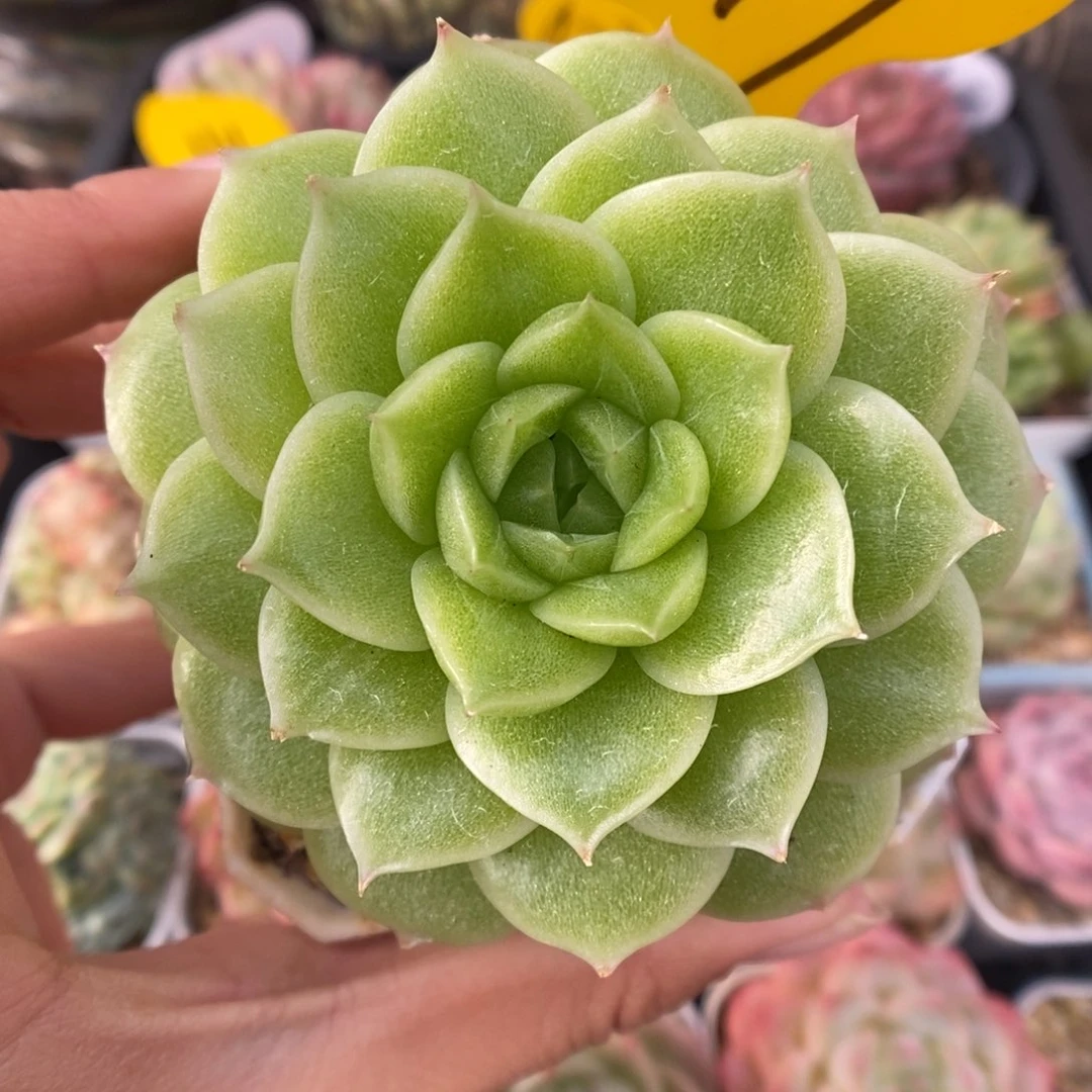 晶体麦秆449号。