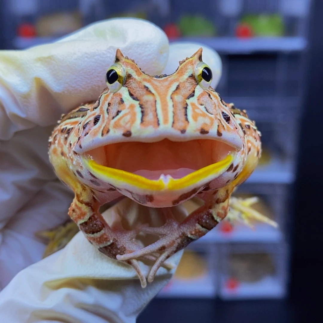 角蛙红色两连纹蝴蝶角蛙一只。