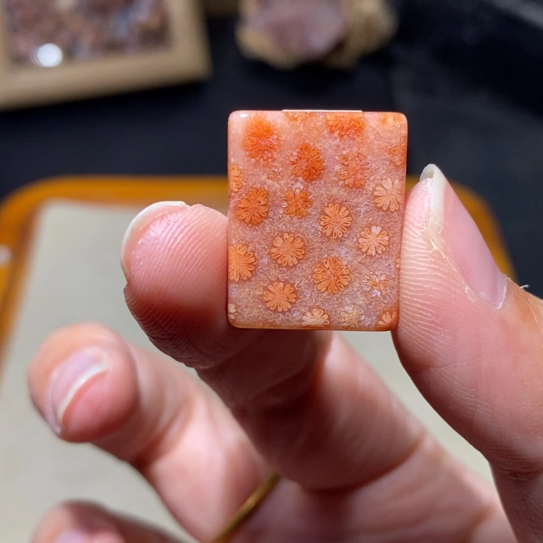 【闪购商品】硅化玉珊瑚玉未镶嵌