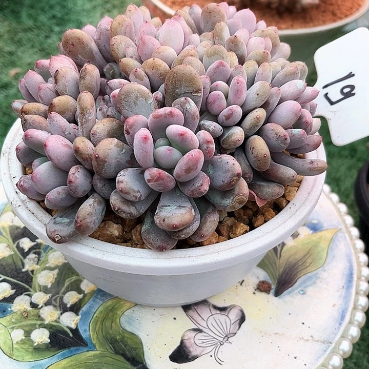 我是第一百个为玉童子应援w w