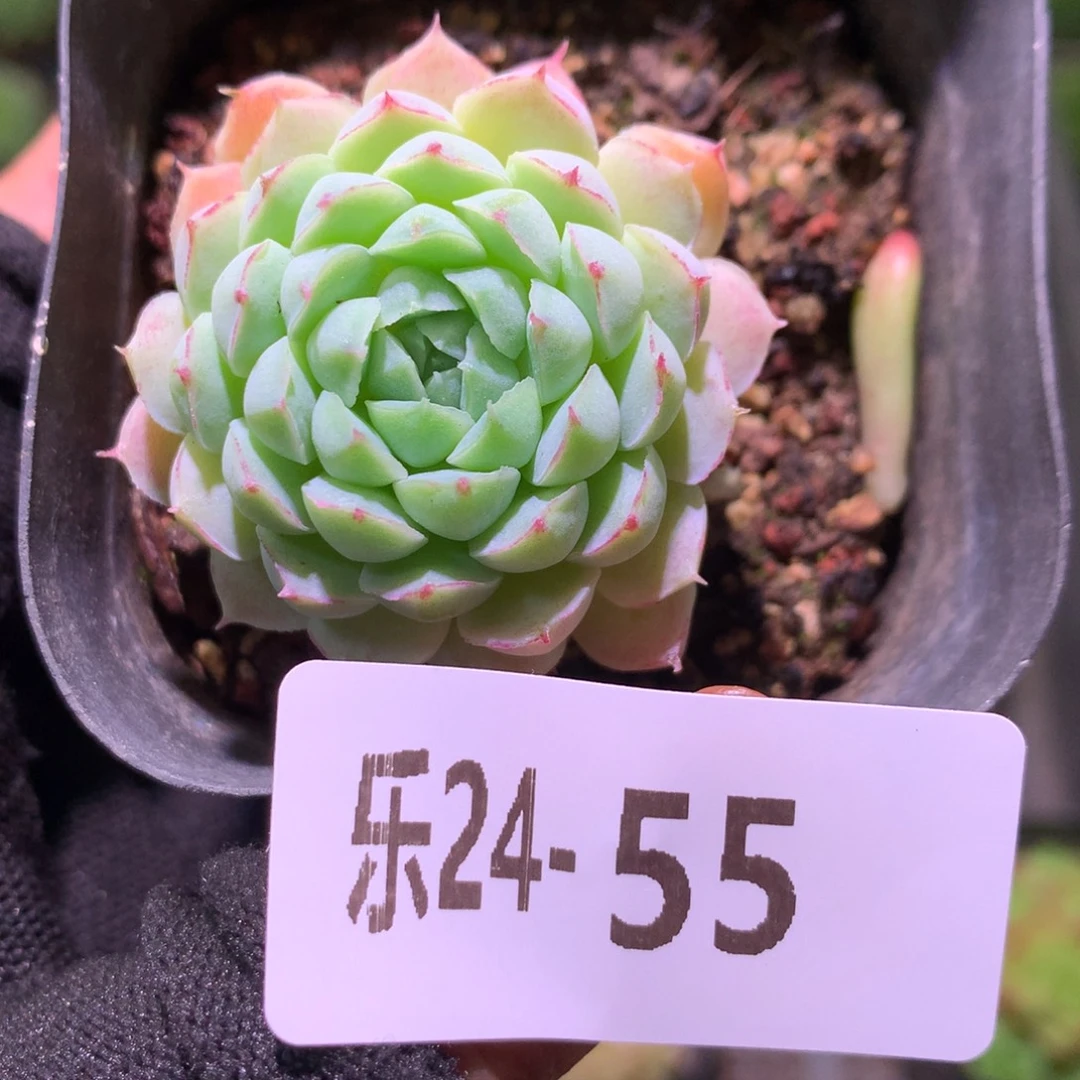 乐然24-55 羊脂球