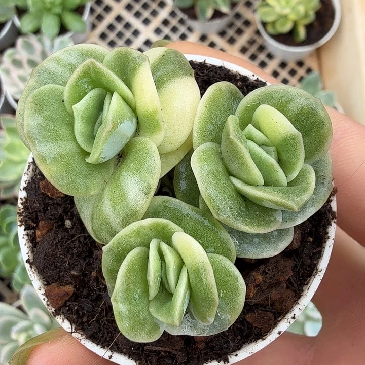 可爱玫瑰锦一物一拍