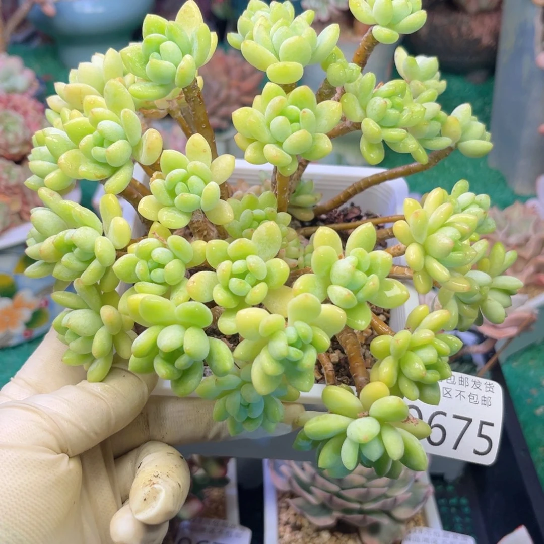 大0675。h x h ch b b n