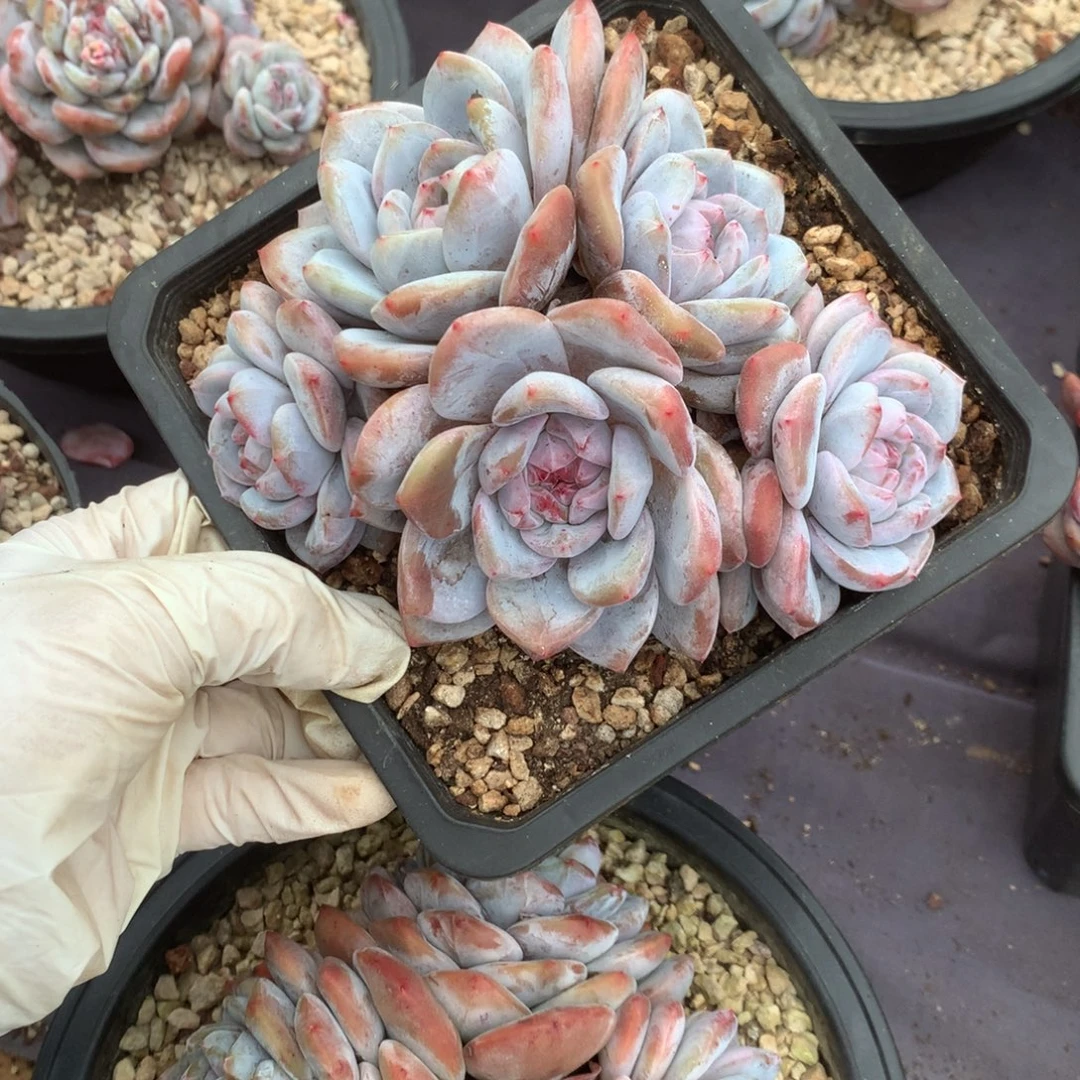 无花朵哈哈哈哈哈哈哈哈69