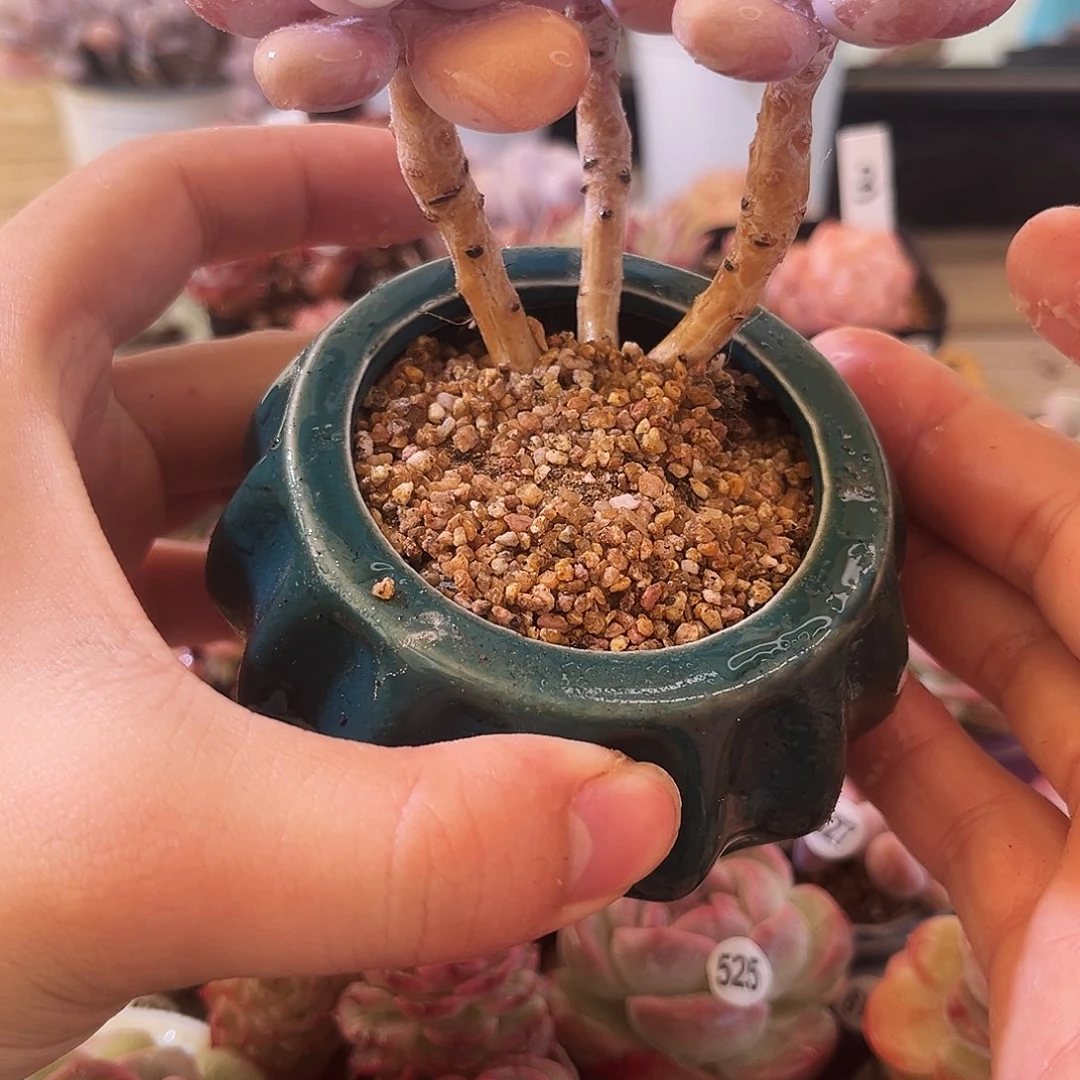 桃蛋一物一拍不带盆土534