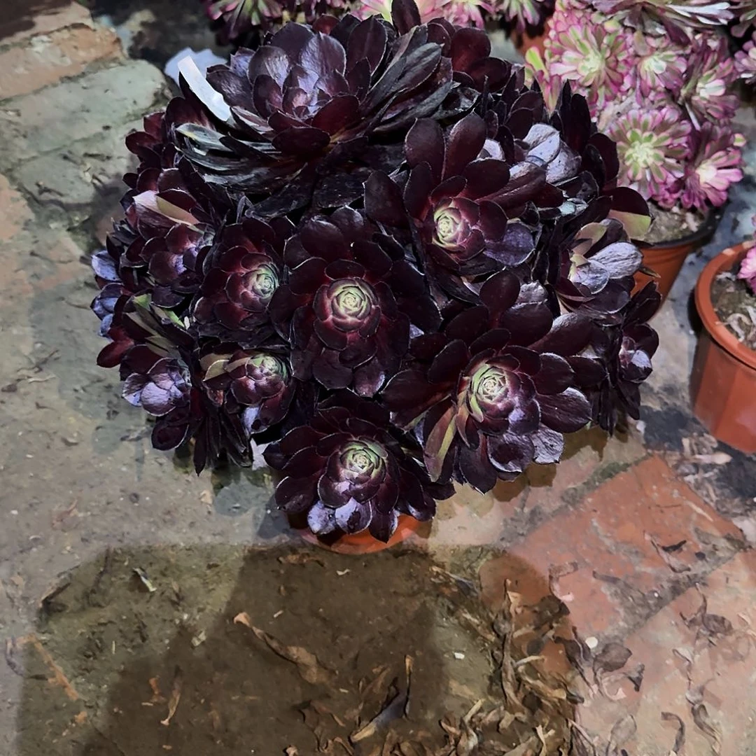 多肉植物黑美人634