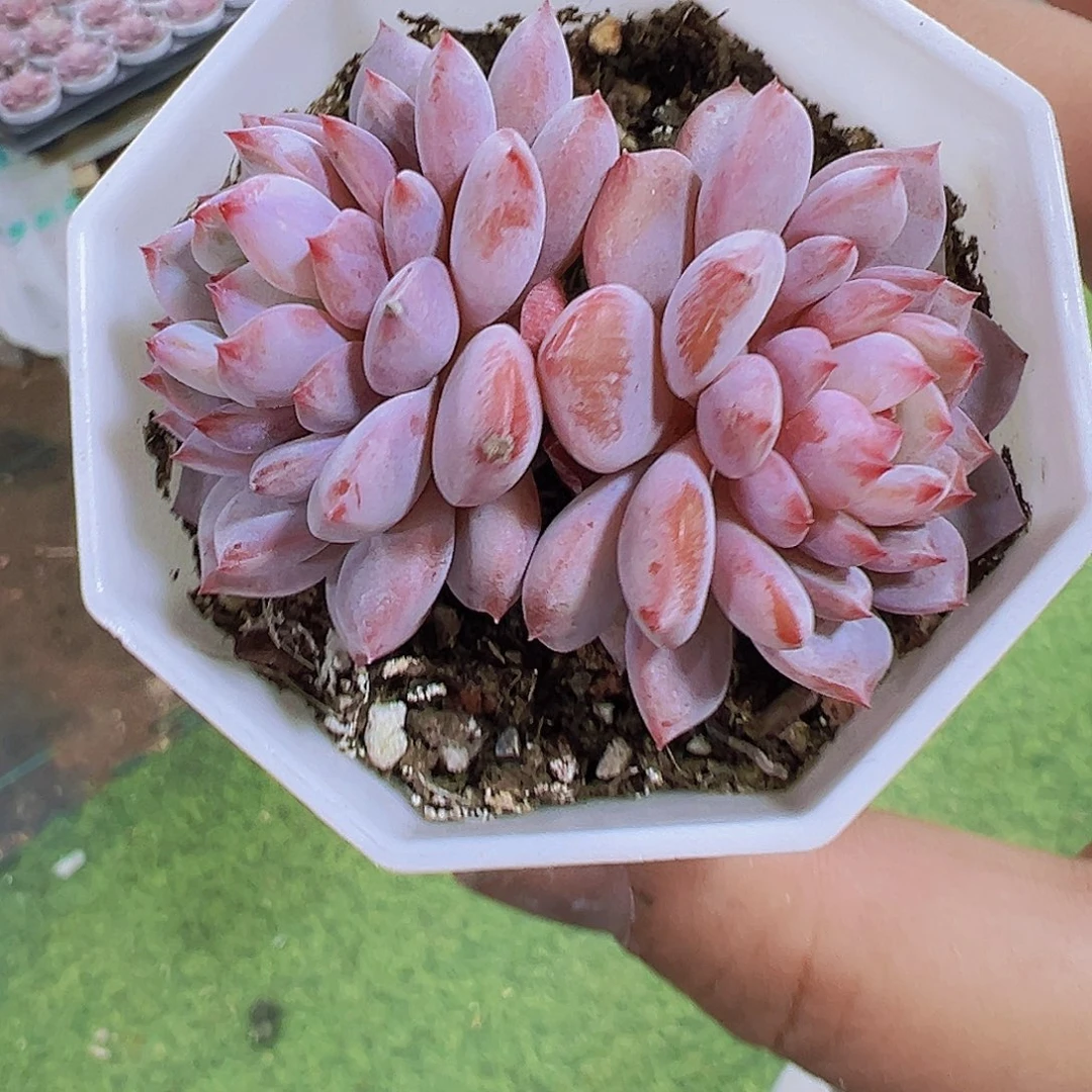 精品双头星星橙2盆19包邮