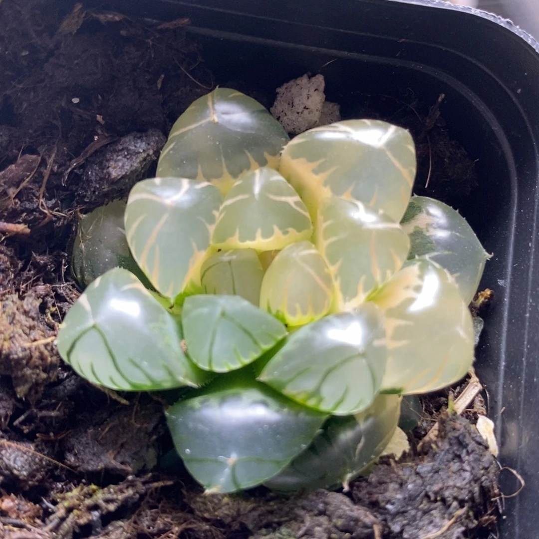 6糊斑趋势水中月玉露锦