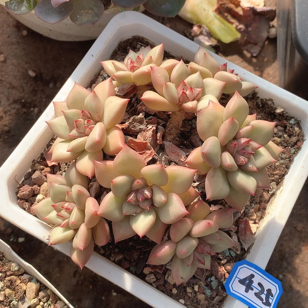 425象牙一物一拍多肉