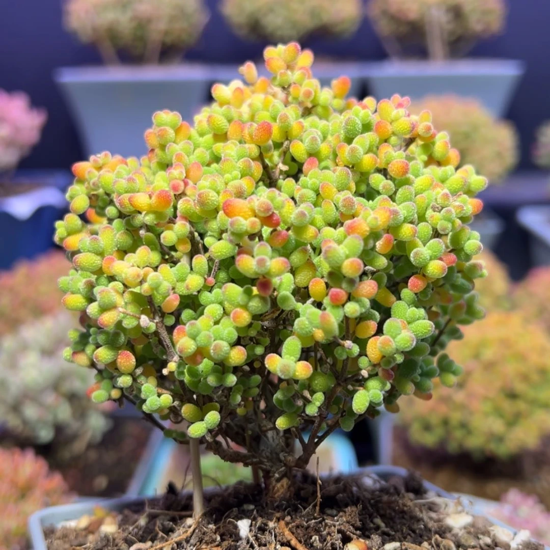 【闪购商品】d145树型金桔糖球枝干番杏