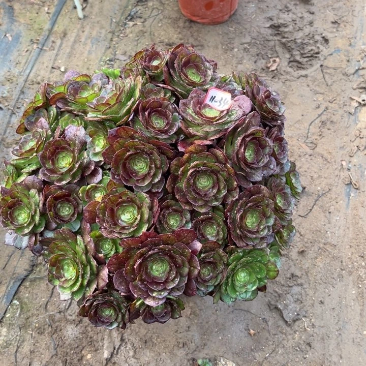 11-34黑膜朵朵断肢不包售后多肉