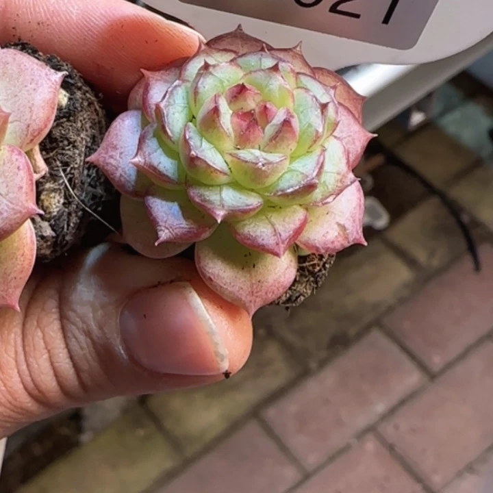 21号   小九珍妮