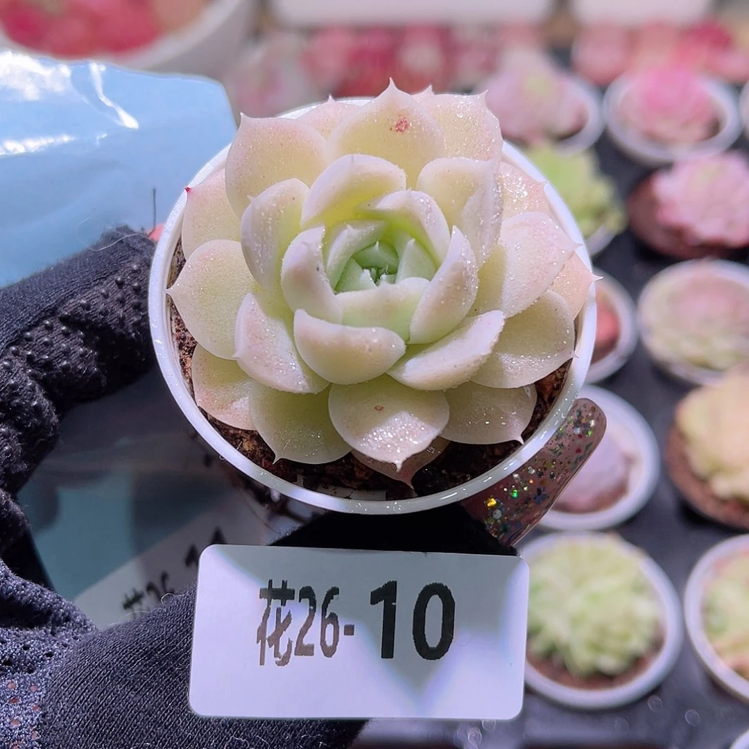 花利美26-10白冰雪女王