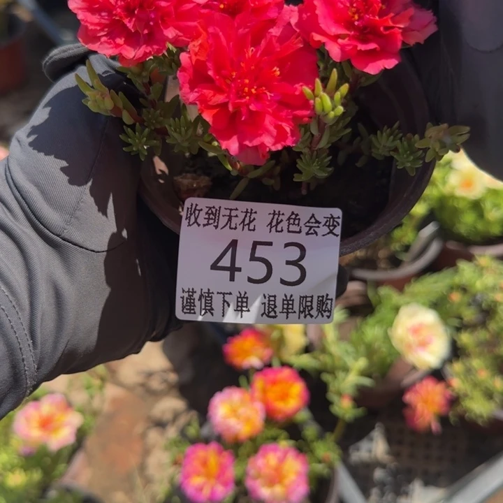 无花朵453超小苗盆口10cm