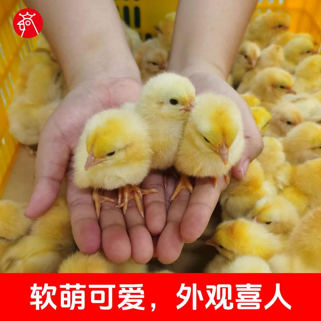 金贵皇软萌可爱宠物公苗古典美
