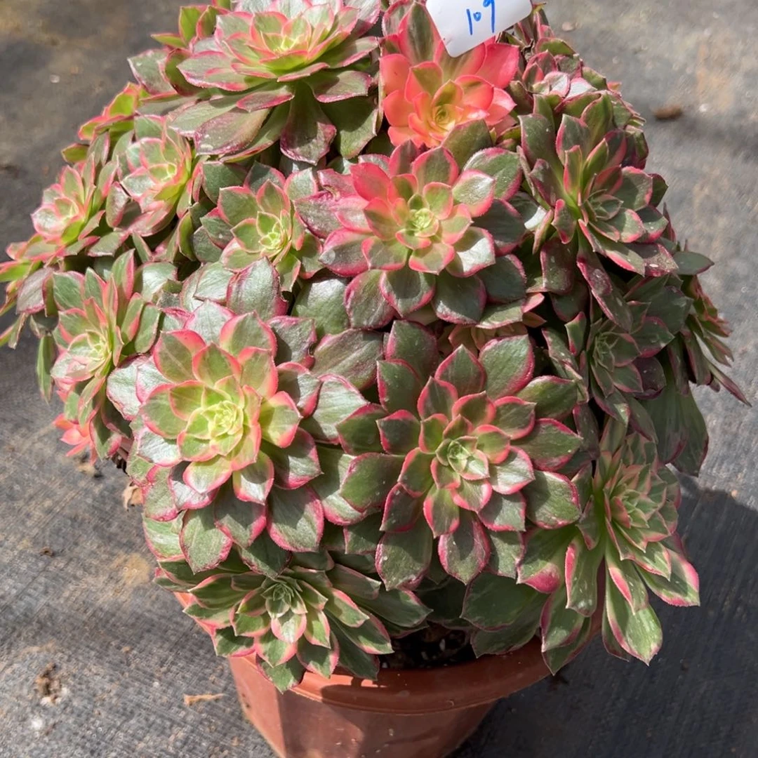 109万花筒duorouxixixi