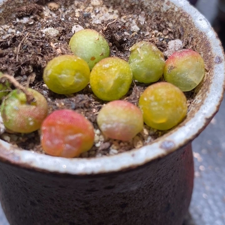 拉登一颗0.6-0.8厘米