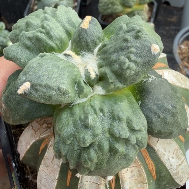 无花朵福利苗接大尤怒744