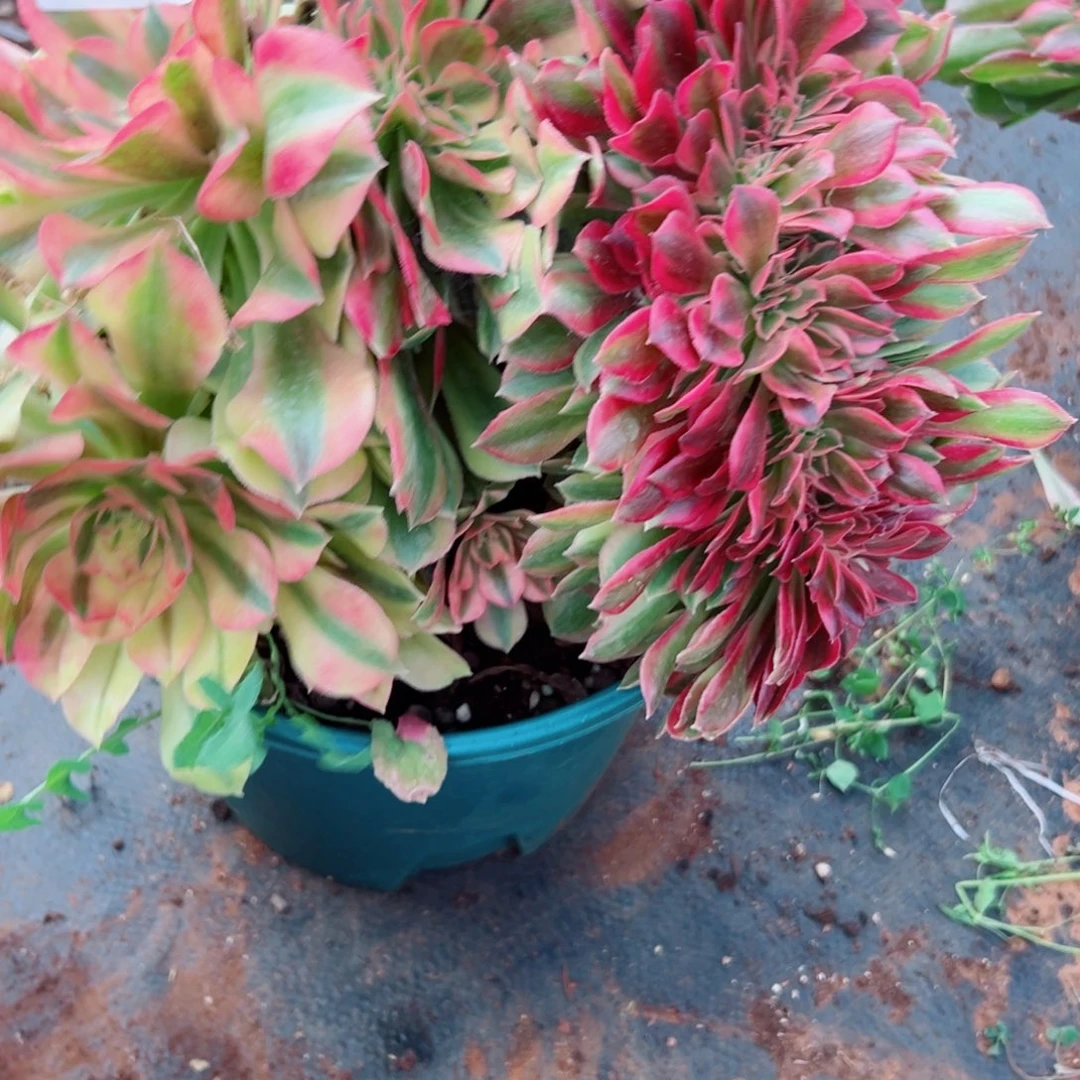 我1424 号多肉法师新年特价粉公主