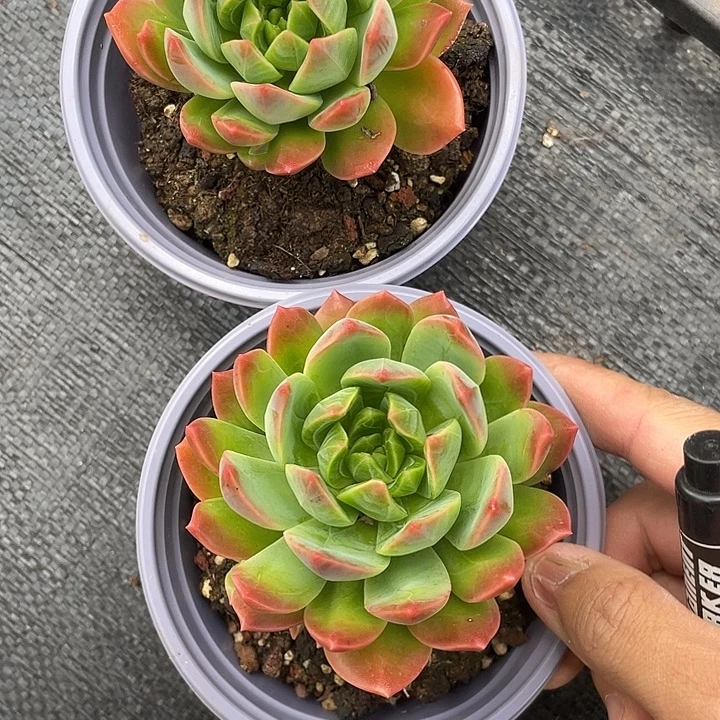 翠鸟两颗一物一拍