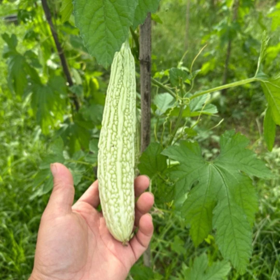 湖南本地农家露天种植老品种苦瓜