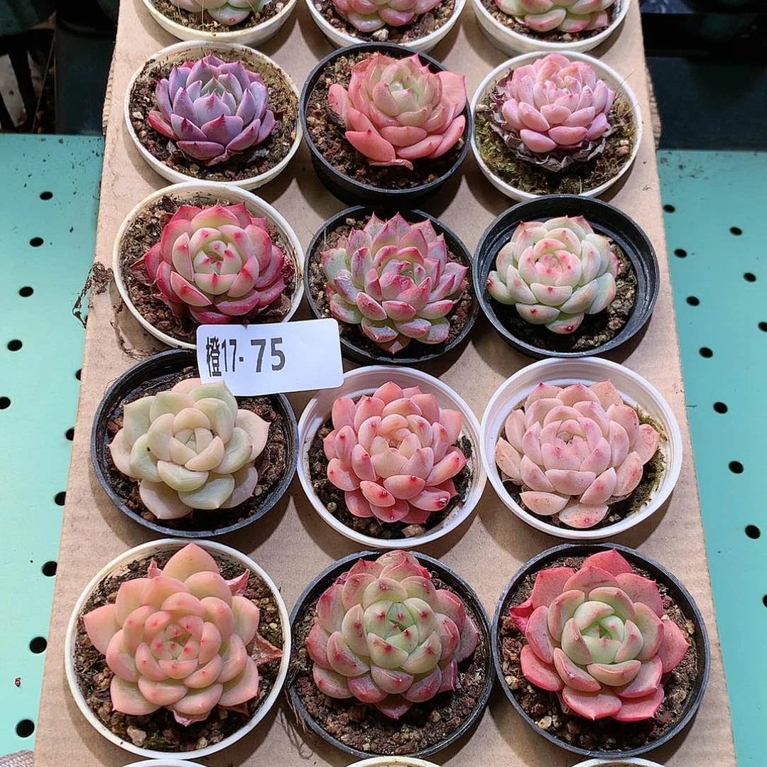 17-75一物一拍带盆18颗。