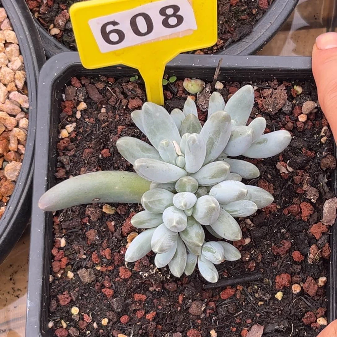 多肉植物乌拉奶群608