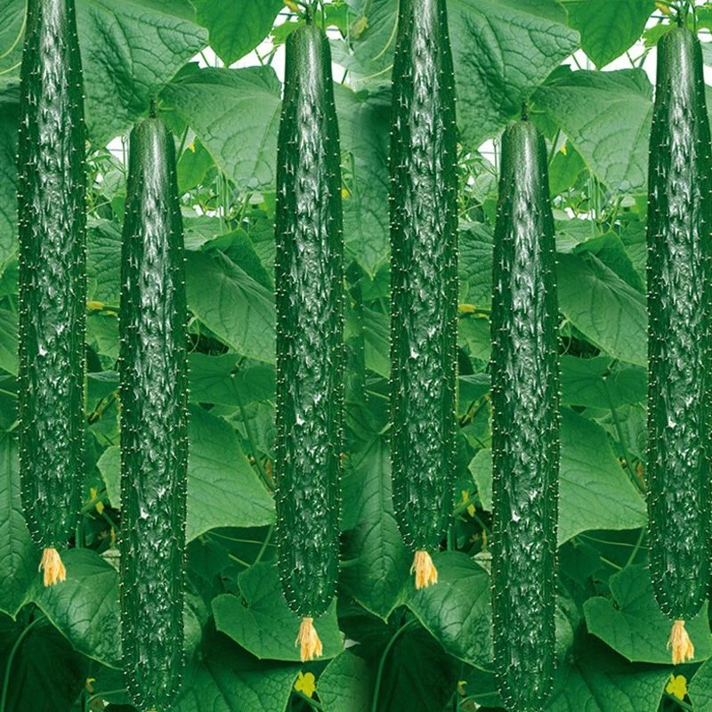 黄瓜种子绿心青瓜刺黄瓜种籽水果春秋四季盆栽菜籽蔬菜种籽孑