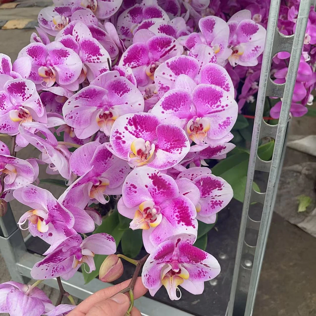 蝴蝶兰【彩虹熊猫】单花剑 大花型 花色鲜艳 优质苗情 广州直发