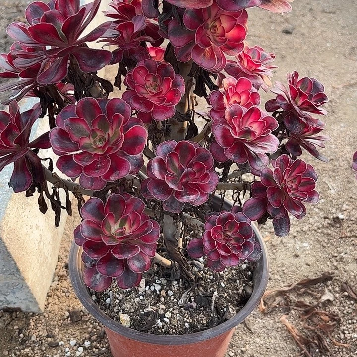 多肉植物香奈儿锦……