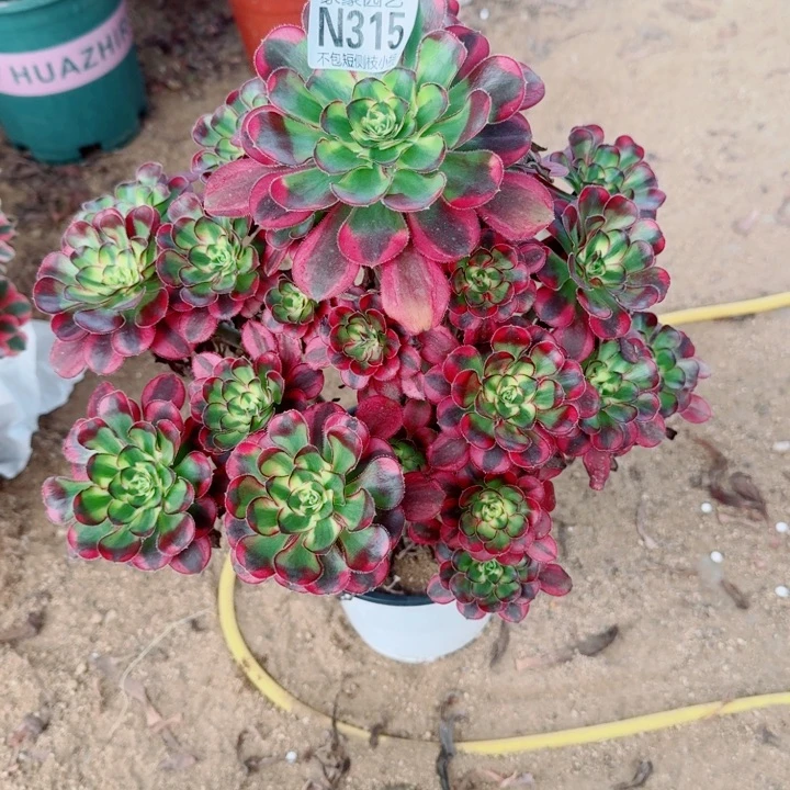 315冰激凌官服30左右2