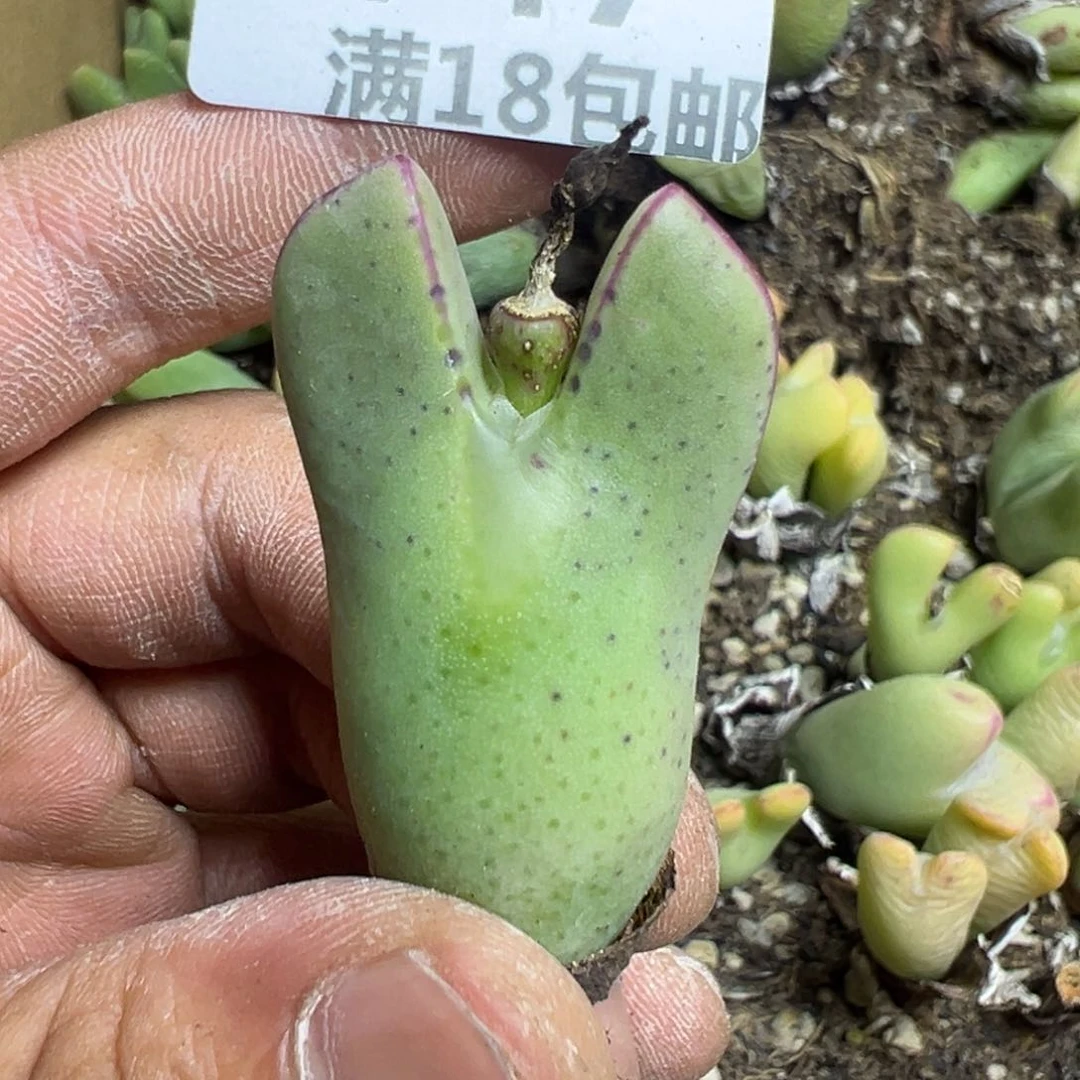 【闪购商品】 747。