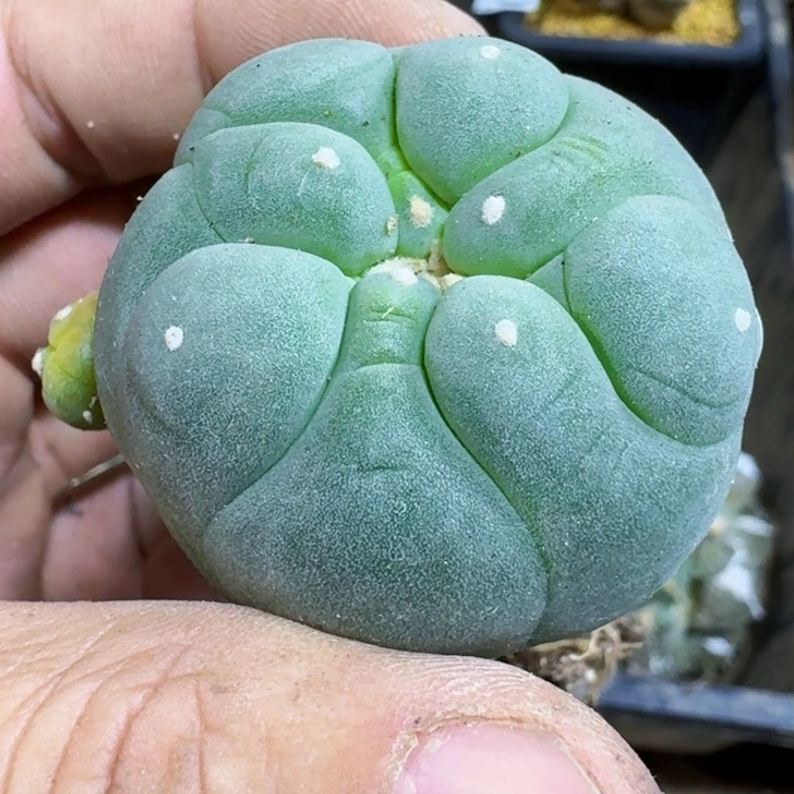 杨*福利自根大尤翠002