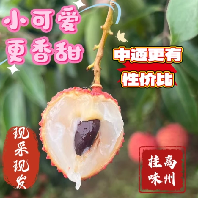 广东高州老树桂味荔枝新鲜现摘应季水果冷链空运包邮