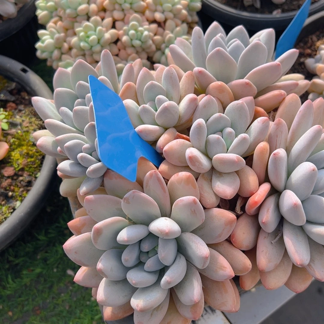 香玉的故事是一个人的故事吗