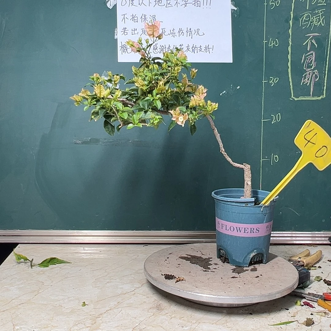 完全开放造型 魔法樱花 原生小树头40