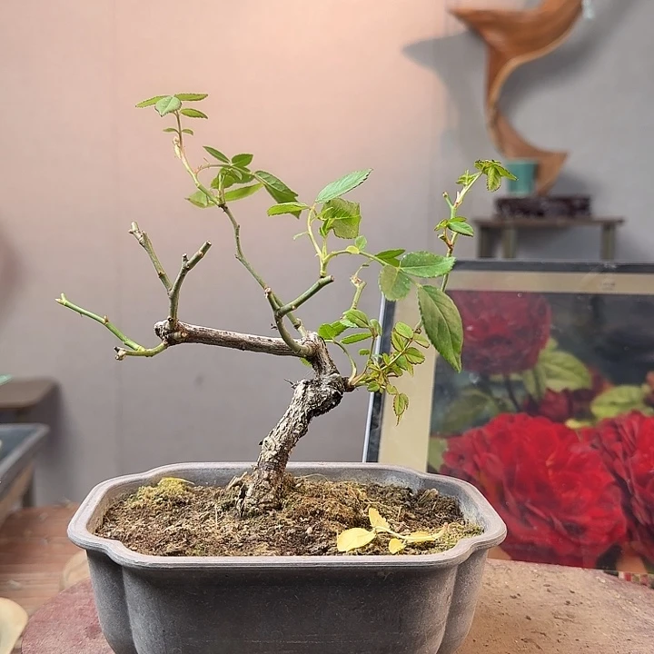 -***7少量花朵（建议范围：2朵-5朵 或40%以下）