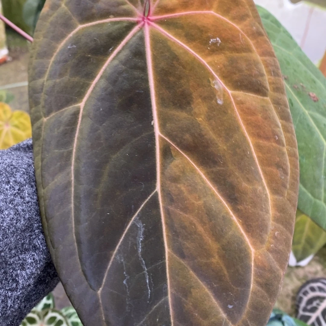 无花朵黑凤凰杂黑桃单叶锦