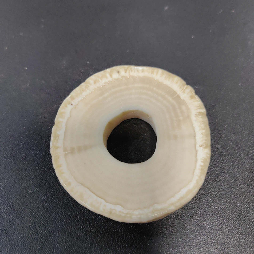 猛犸猛犸独把件TT1572