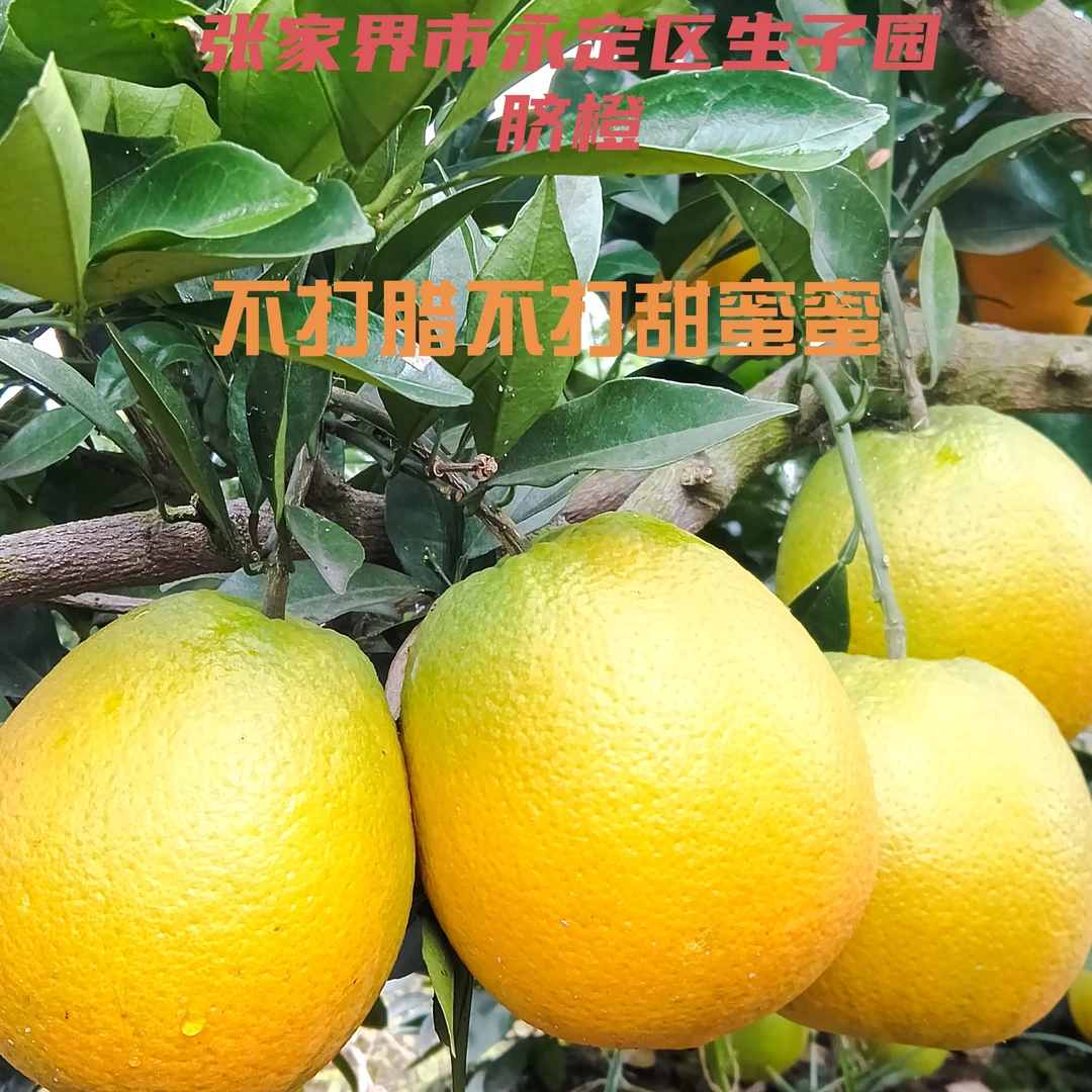 张家界永定区生子园合作社果园现摘现发，不打甜蜜蜜，诚信经营！