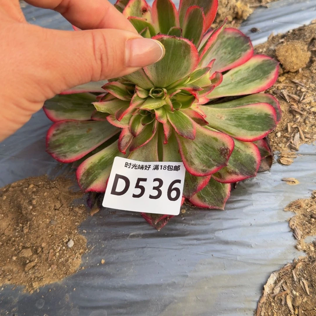 梅*雨536黑魔锦到秋。 多肉植物