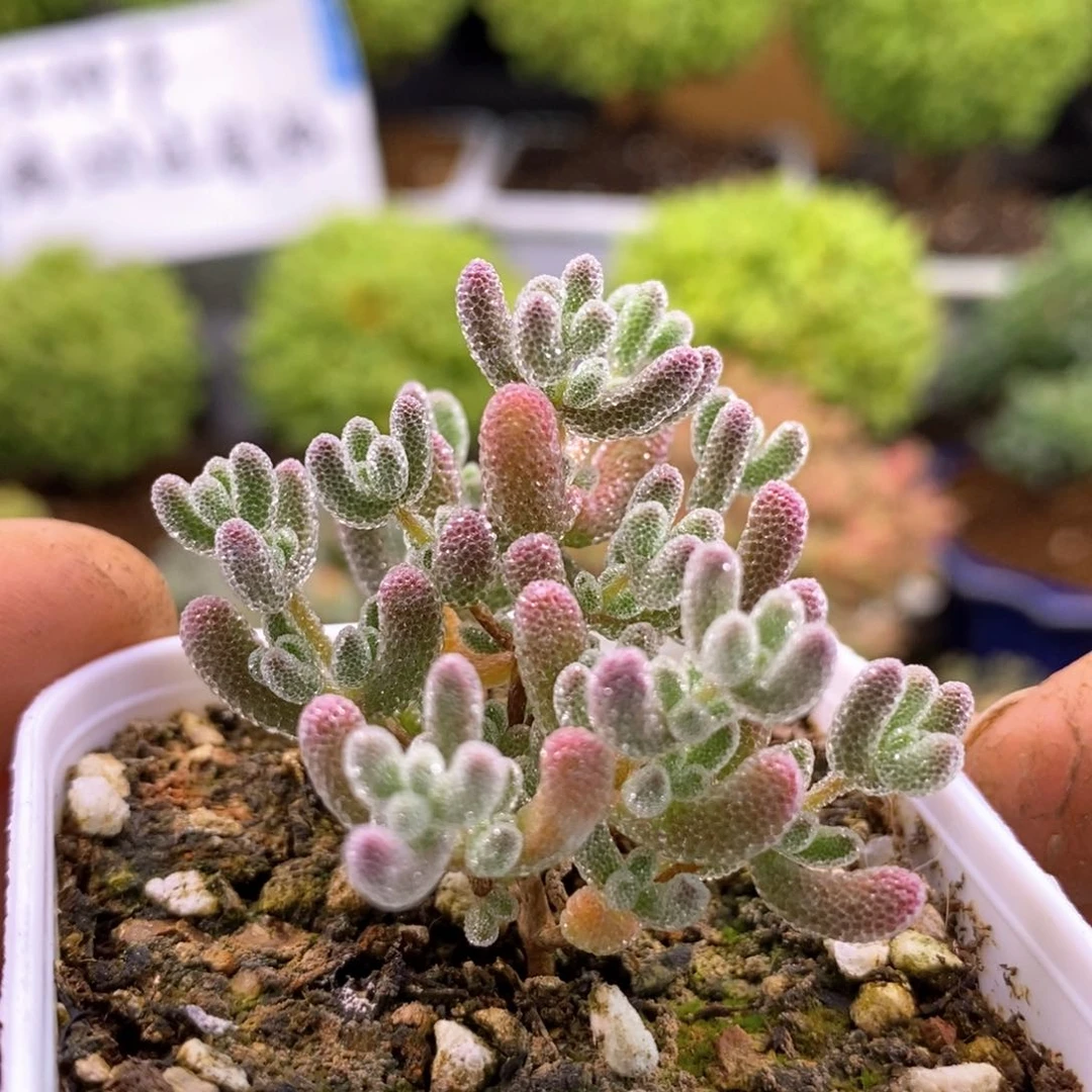 尘*了137粉冰晶。