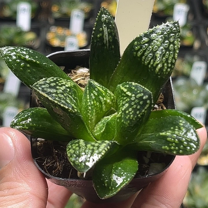 214巨大化紫禁城锦头家多肉十二卷