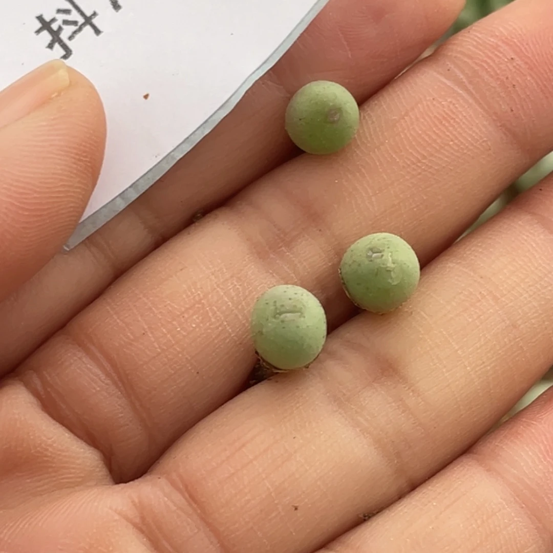 *****7-12肉锥多肉植物