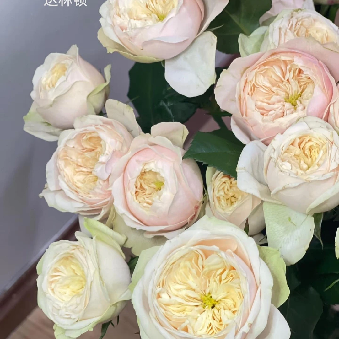 【特殊品种单头玫瑰18-20支】任意3扎包邮零下不拍保温棉冻损无售