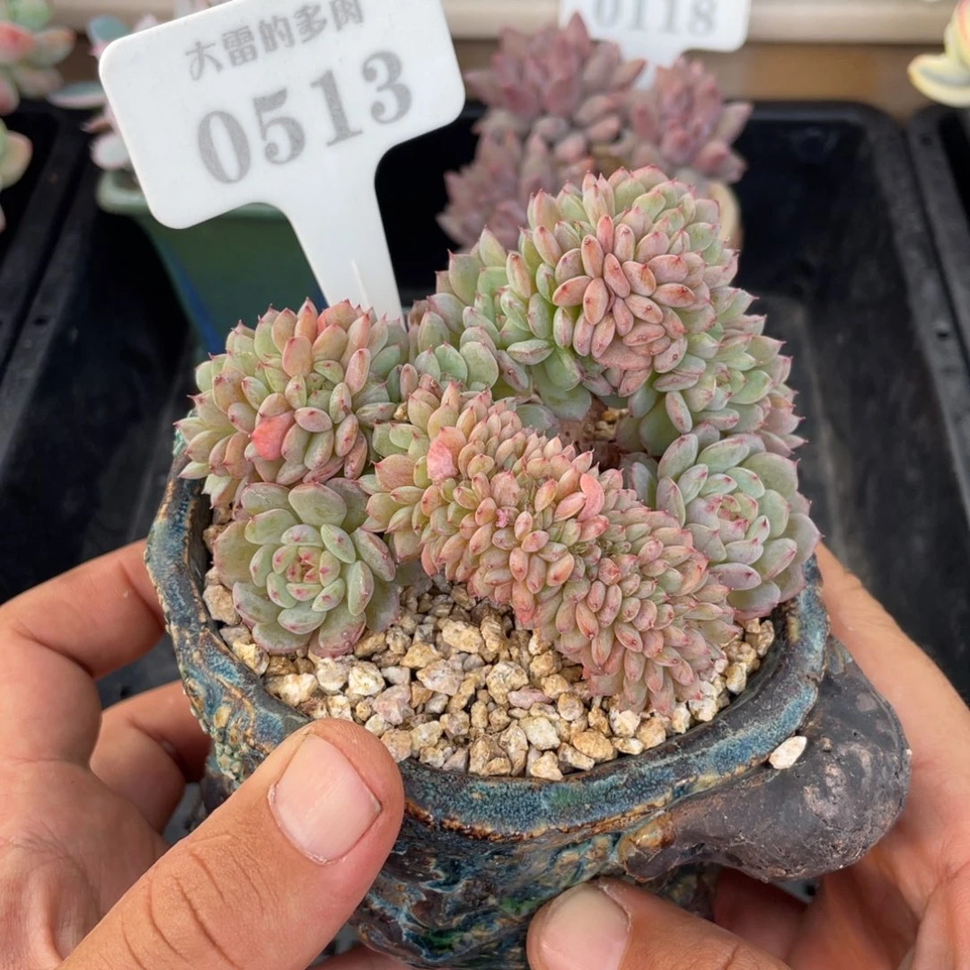 0513白胖子不带盆10厘米