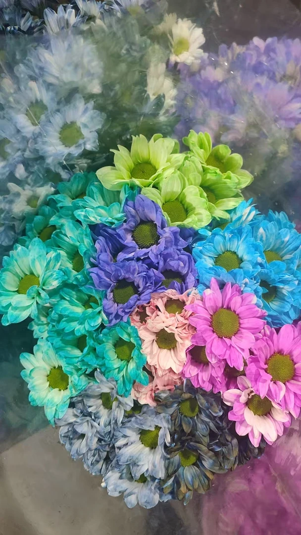 稀有高端吸色小菊   桃粉 超长待机  吸色工艺  家养水养