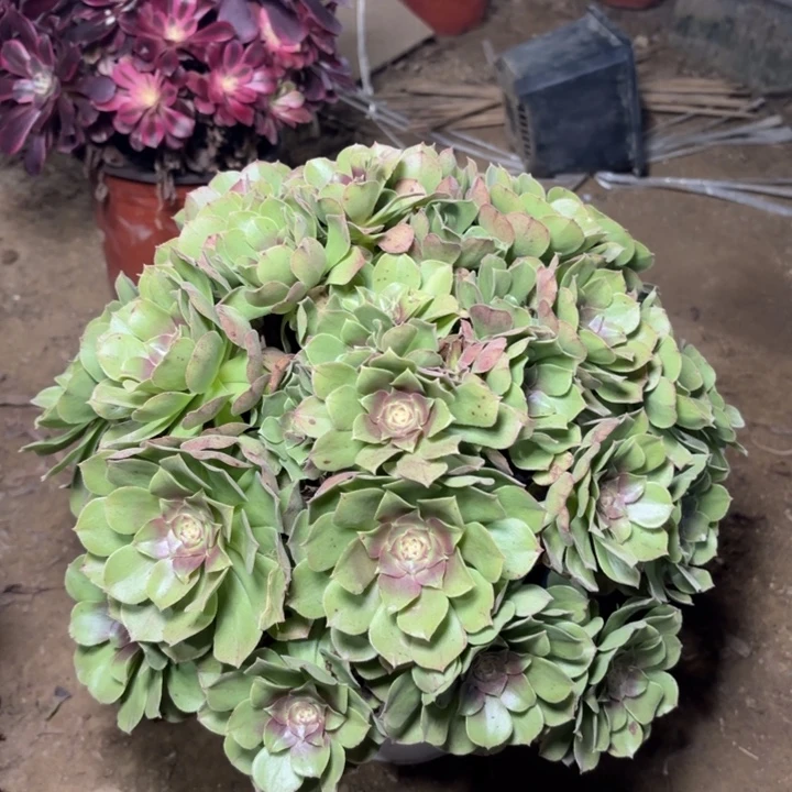 多肉植物法师万圣节16